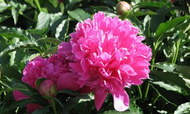 Пионы без цветов: что делать и как вернуть им жизнь