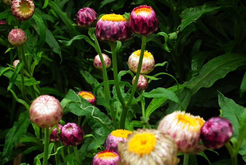 Бессмертники