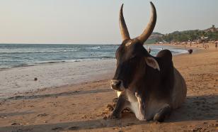 Русские туристы в Гоа начали пугать индийцев