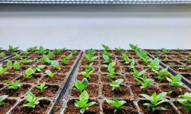 Перец даёт крепкую рассаду при посеве в середине февраля