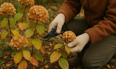 Подготовка гортензий к зиме включает полив, обрезку и укрытие — Actualno