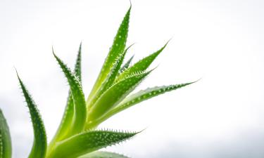 Размножать алоэ детками проще и быстрее — цветоводы