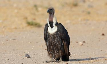 Грифы проверяют туши на безопасность перед поеданием  — Live Science
