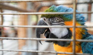 Долгоживущие экзоты попадают в приюты после смерти хозяев — National Geographic