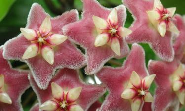 Избыток азота заблокировал бутоны у хойи