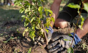 Благоприятные дни для садовых работ в августе 2025 по лунному календарю