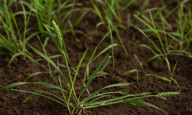 Прополка снижает рост злостных сорняков — "Дачный клуб"