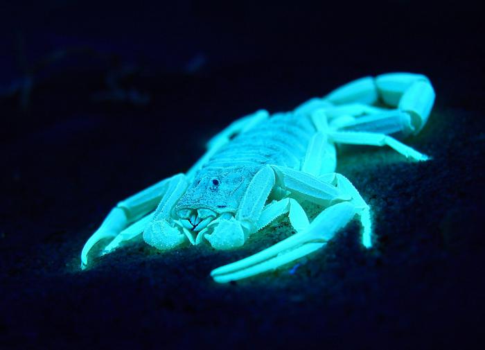 Почему млекопитающие светятся под ультрафиолетом