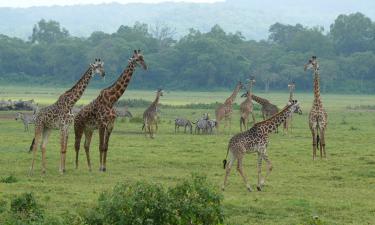 Почему у жирафа такие длинные ноги? Эволюция раскрывает свою удивительную тайну
