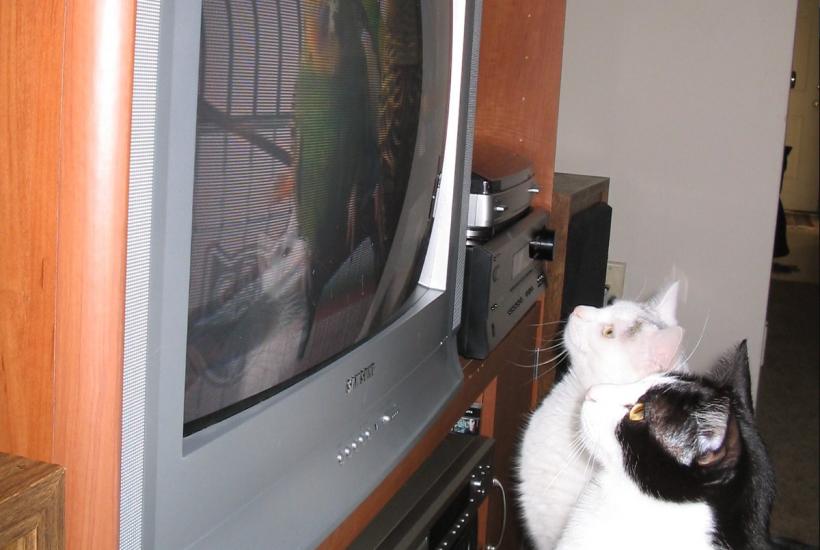 Коты смотрят телевизор