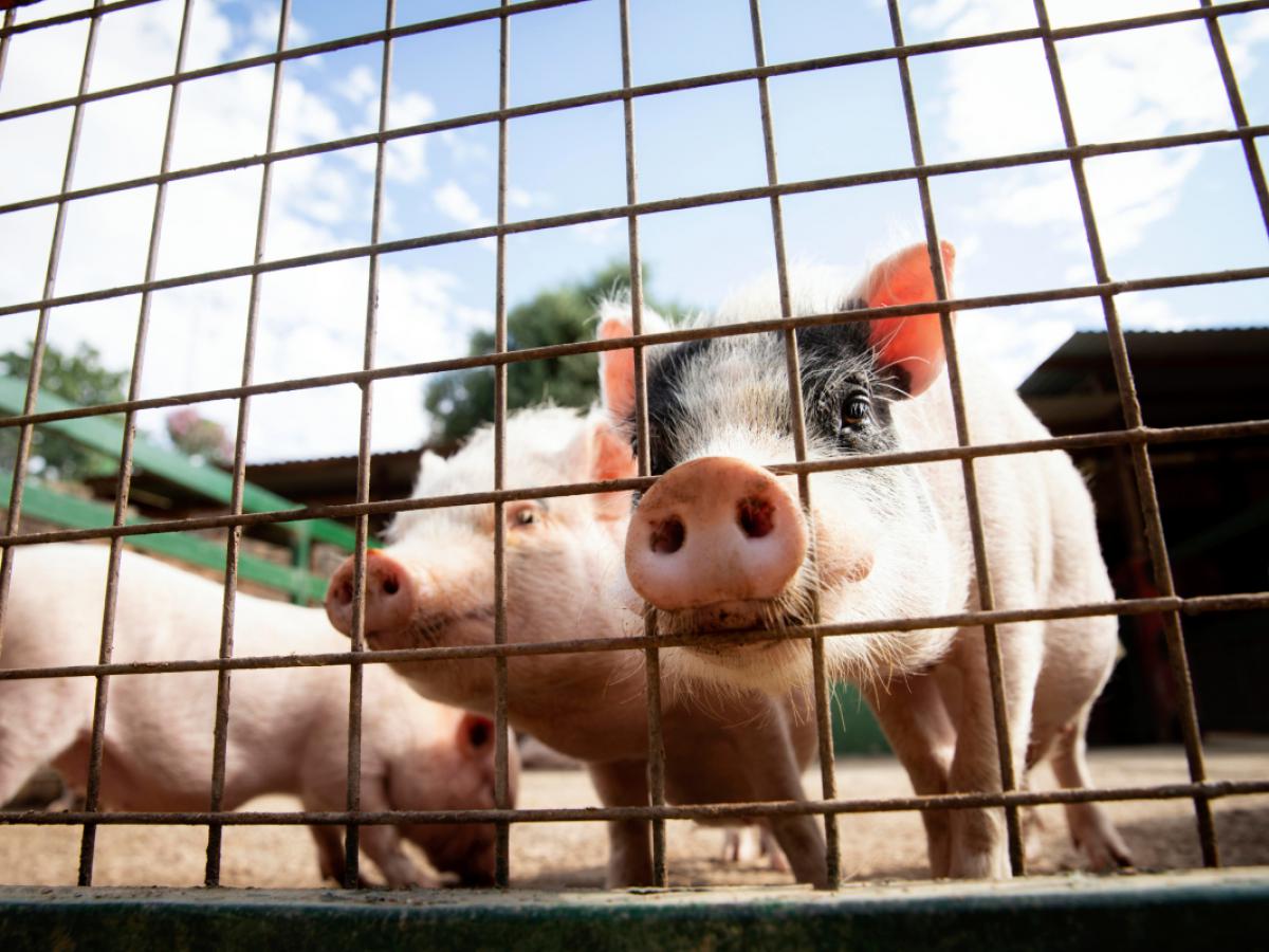 Крупный земельный участок под Санкт-Петербургом: кто пытается отменить его продажу