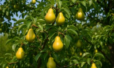 Сорт Банкетная даёт до 50 кг груш с дерева
