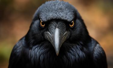 Вороны совершают ложные атаки ради защиты птенцов — BR24