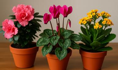 Цветы без капризов и разочарований: комнатные растения, которые цветут у новичков