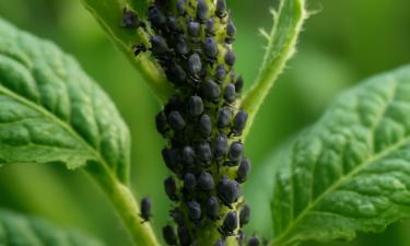 Чередование фитоверма и биотлина предотвращает привыкание тли