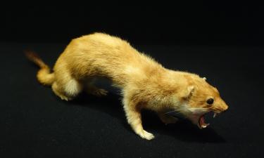 В горах Сычуани обнаружили новый вид ласки Mustela mopbie – Earth