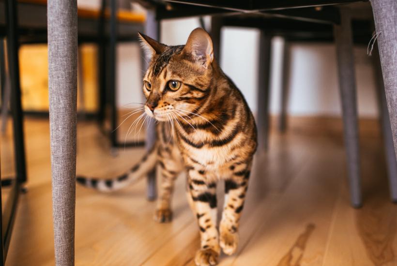 Кошка ходит под столом на кухне