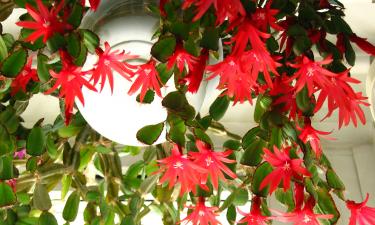 Домашние удобрения для рождественского кактуса продлевают зимнее цветение — Centrum