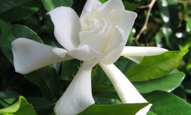 Гардения в квартире требует 4–6 часов света и влажности 50–60% — Martha Stewart