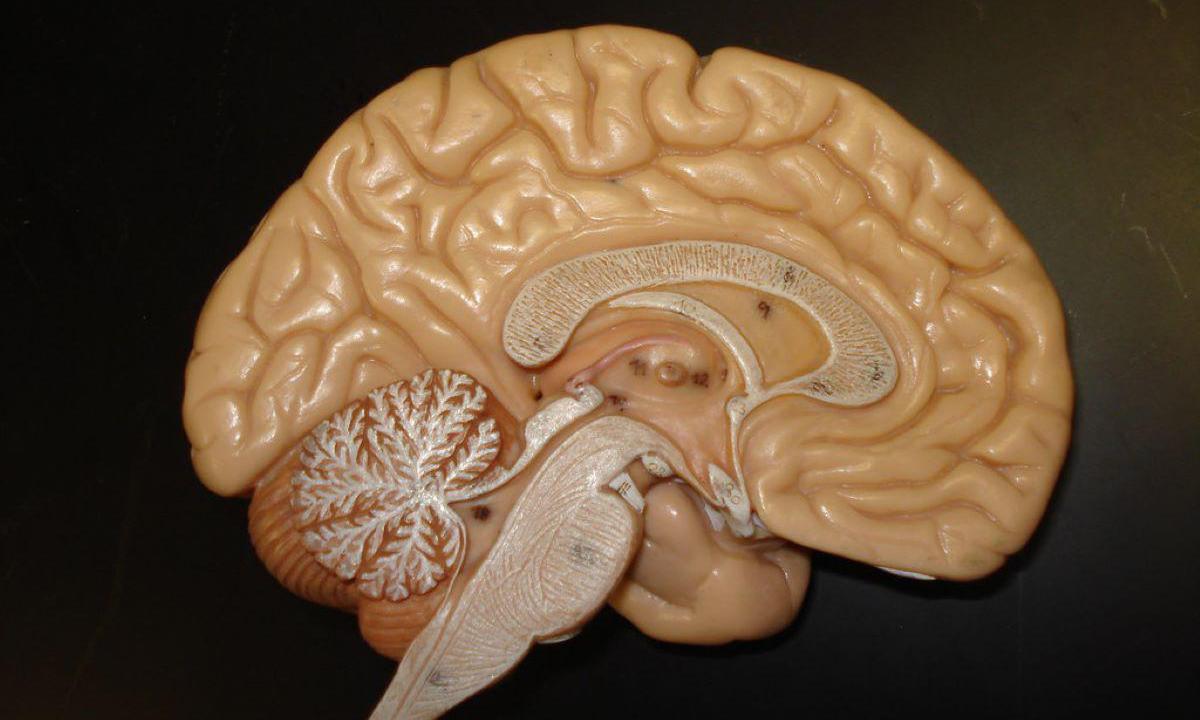 Счастье и мозг: учёные нашли генетические связи в областях, регулирующих чувство радости