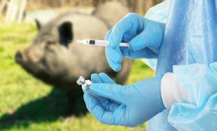 В Приморье введен карантин из-за африканской чумы свиней