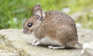 Житель Камышина обнаружил в хлебе запечённую мышь