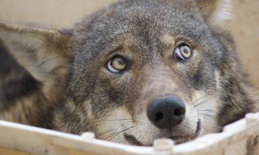 Учёные выяснили, почему волки не защищают детёнышей от охотников