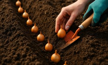 Осенний лук живёт по своим правилам: как получить раннюю зелень без теплицы