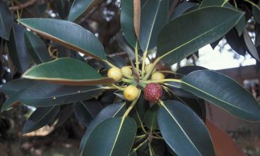 Фикус повышает водопотребление в зимний период