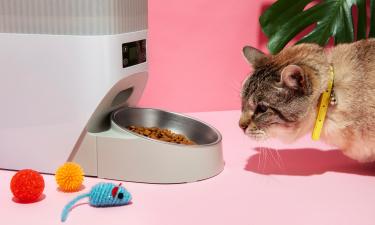 Забота с обратным эффектом: одно действие приводит к проблемам со здоровьем питомца