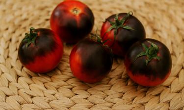 Черный огонь на грядке: сорт томатов, который поражает вкусом и растёт без особых забот