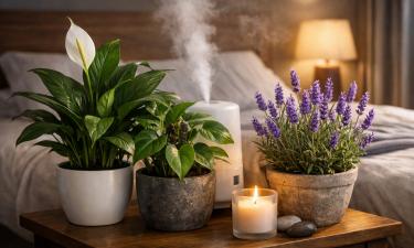 Головные боли и сухость уходят ночью: 3 комнатных растения ставят невидимый барьер