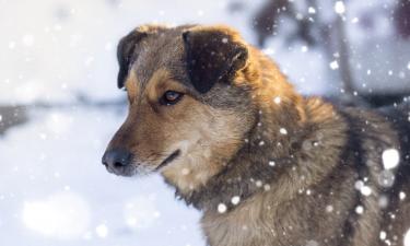 Менять питание собаки зимой нужно под контролем врача — кинолог Голубев