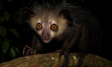 Сотни эндемичных видов Мадагаскара оказались под угрозой — INFO