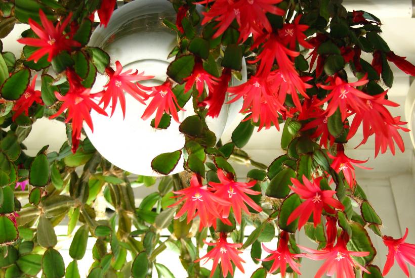 Шлюмбергера