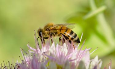 В Неваде фермеры сделали ставку на местных щелочных пчёл для опыления люцерны