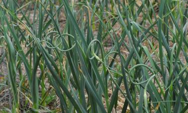 Пожелтение листьев сигнализирует о времени уборки озимого чеснока