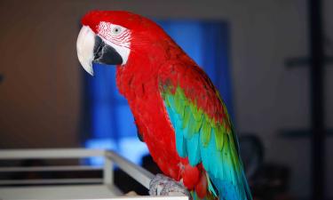 Разговор длиной в 70 лет: как попугай жако учит людей дружбе, юмору и вниманию к слову