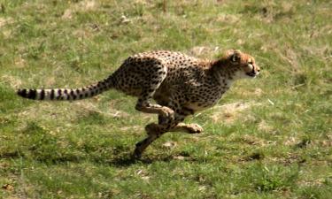 Скорость этих животных шокирует: кто на самом деле занимает первое место среди самых быстрых существ