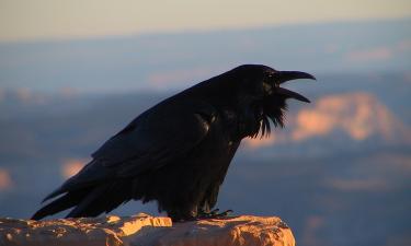 Бенедикт Камбербэтч сыграл героя, чьё горе стало вороном