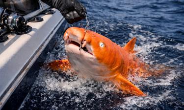 Ярко-оранжевую акулу с ксантизмом поймали у Коста-Рики