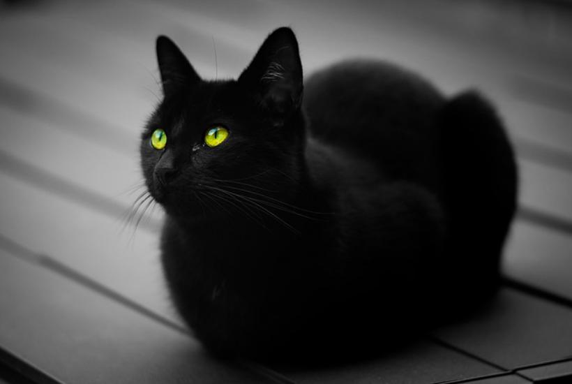 Кот Кот