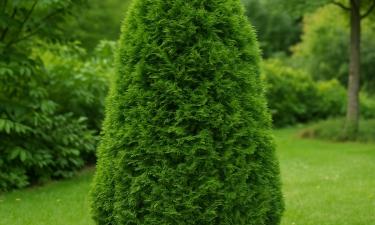 Укоренение черенков туи повышено обработкой стимуляторами — дендролог Старостин