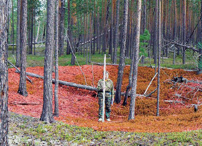 Городище Амня в Белоярском районе Сибири признали древнейшей крепостью
