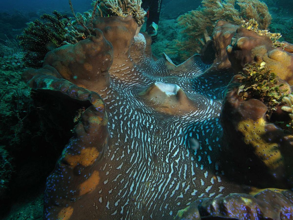 Сенсация под толщей воды: что скрывают сферулы с океанского дна