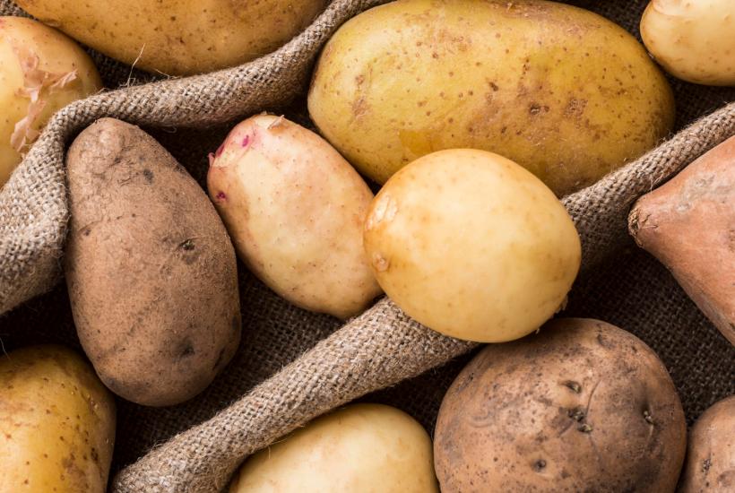 Картофель высаживают в отдельные лунки глубиной около 20 см