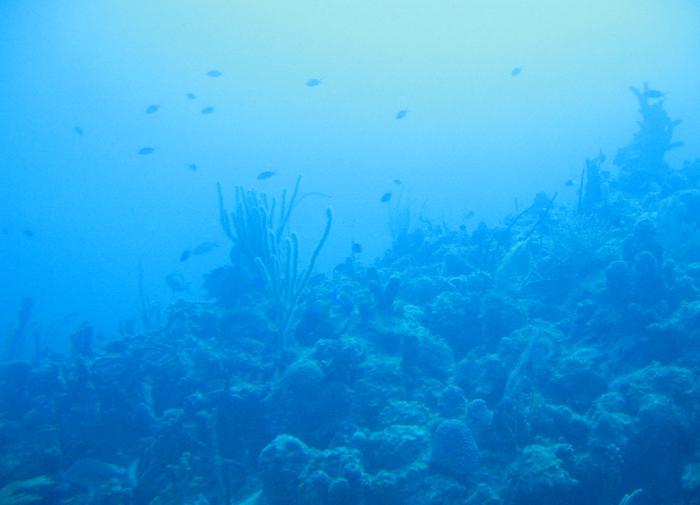 Новый вид бактерий из гидротермального источника "Крабовое спа": расширение понимания эволюции в глубоководных условиях