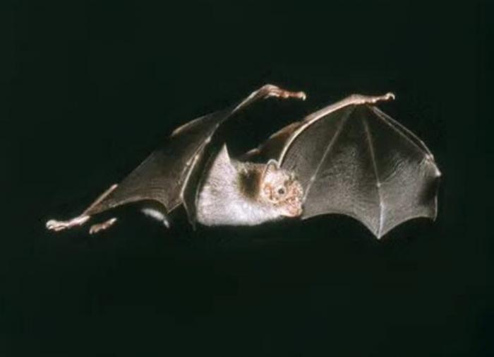 Сибирские летучие мыши: новые источники коронавирусов обнаружены учеными