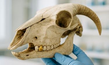 ДНК чумы Бронзового века обнаружили в овце на Урале — археолог Тейлор Хермес