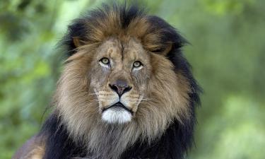 Львенка забрали у блогера — теперь его ждёт особый режим и витамины